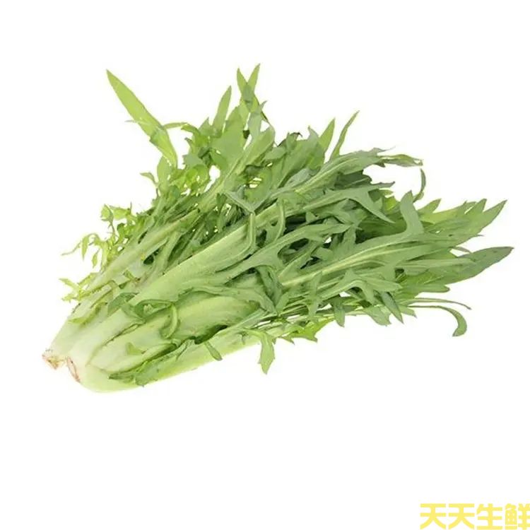 蔬菜配送—苦麥菜(圖1)