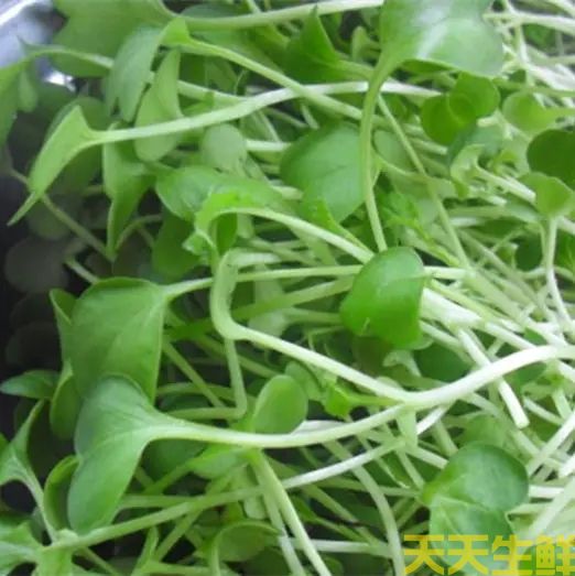 蔬菜配送—白菜苗(圖1)