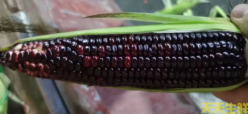 廣州農(nóng)產(chǎn)品配送告訴你，常見玉米的品種有哪些？(圖2)