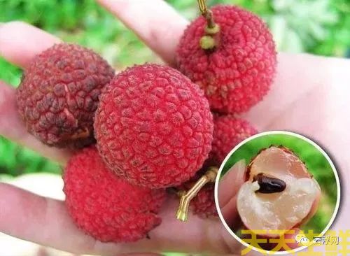 荔枝的品種有哪些？廣州蔬菜配送公司科普(圖13)